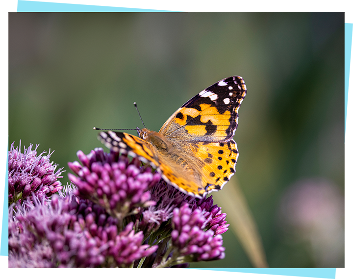Image of butterfly on wildflower